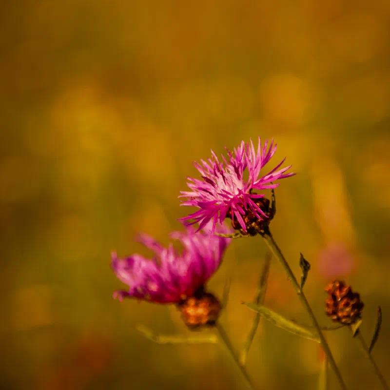 Brown knapweed (Centaurea jacea) (identification uncertain)