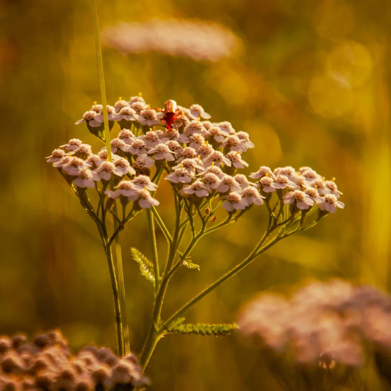Yarrow (Achillea millefolium) with a common red soldier beetle
