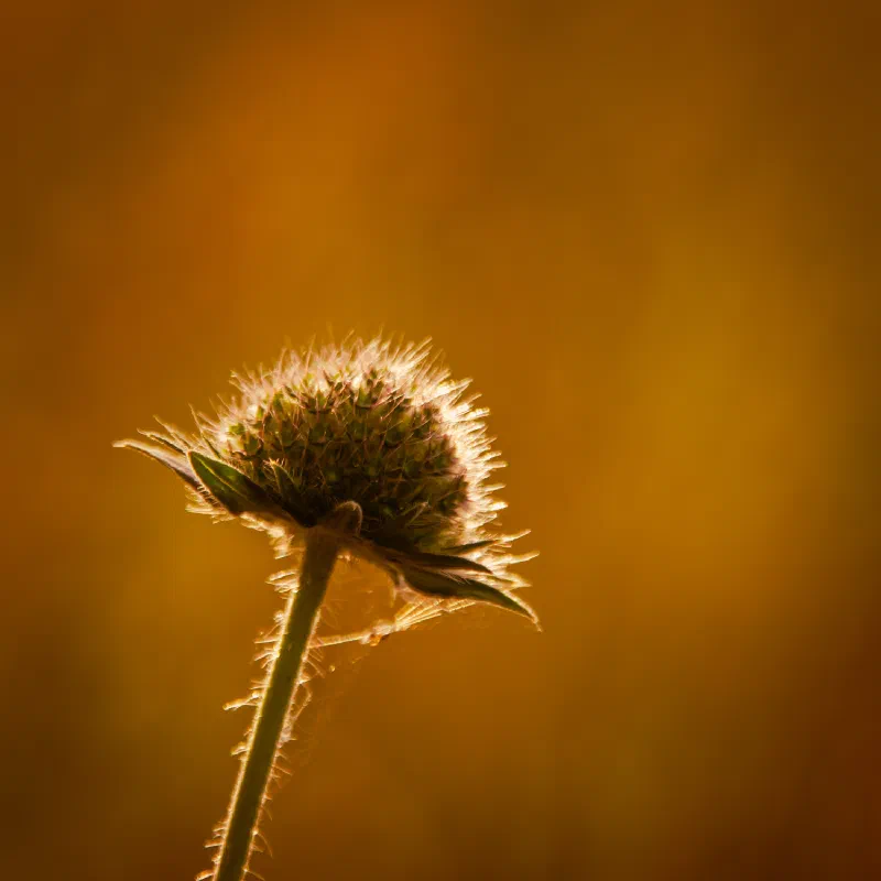 Bud of field scabious (Knautia arvensis) (identification uncertain)