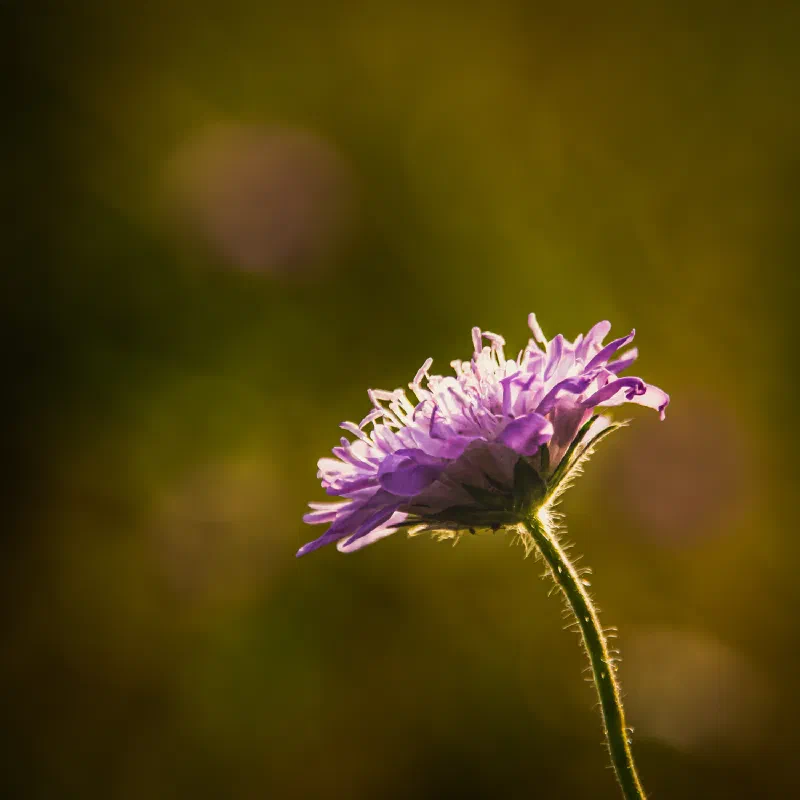 Field scabious (Knautia arvensis)