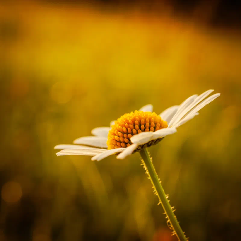 Oxeye daisy (Leucanthemum vulgare)
